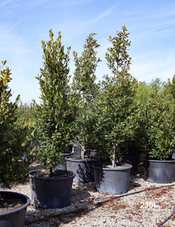 Laurus nobilis 'Miles Choice' (Bay) - Evergreen Trees Direct