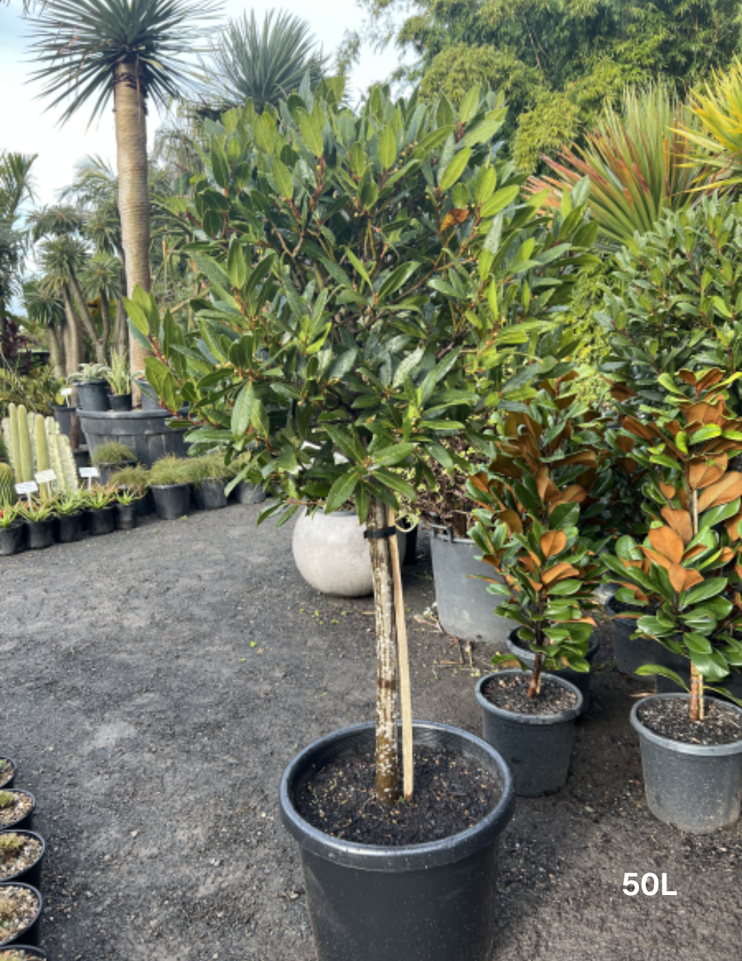 Laurus nobilis Bay Leaf Standards