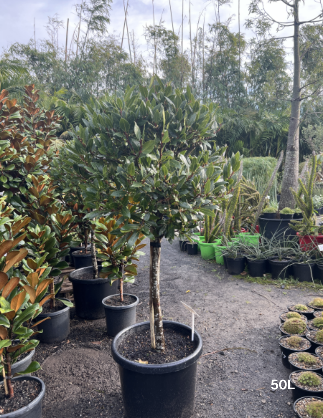 Laurus nobilis Bay Leaf Standards - Evergreen Trees Direct