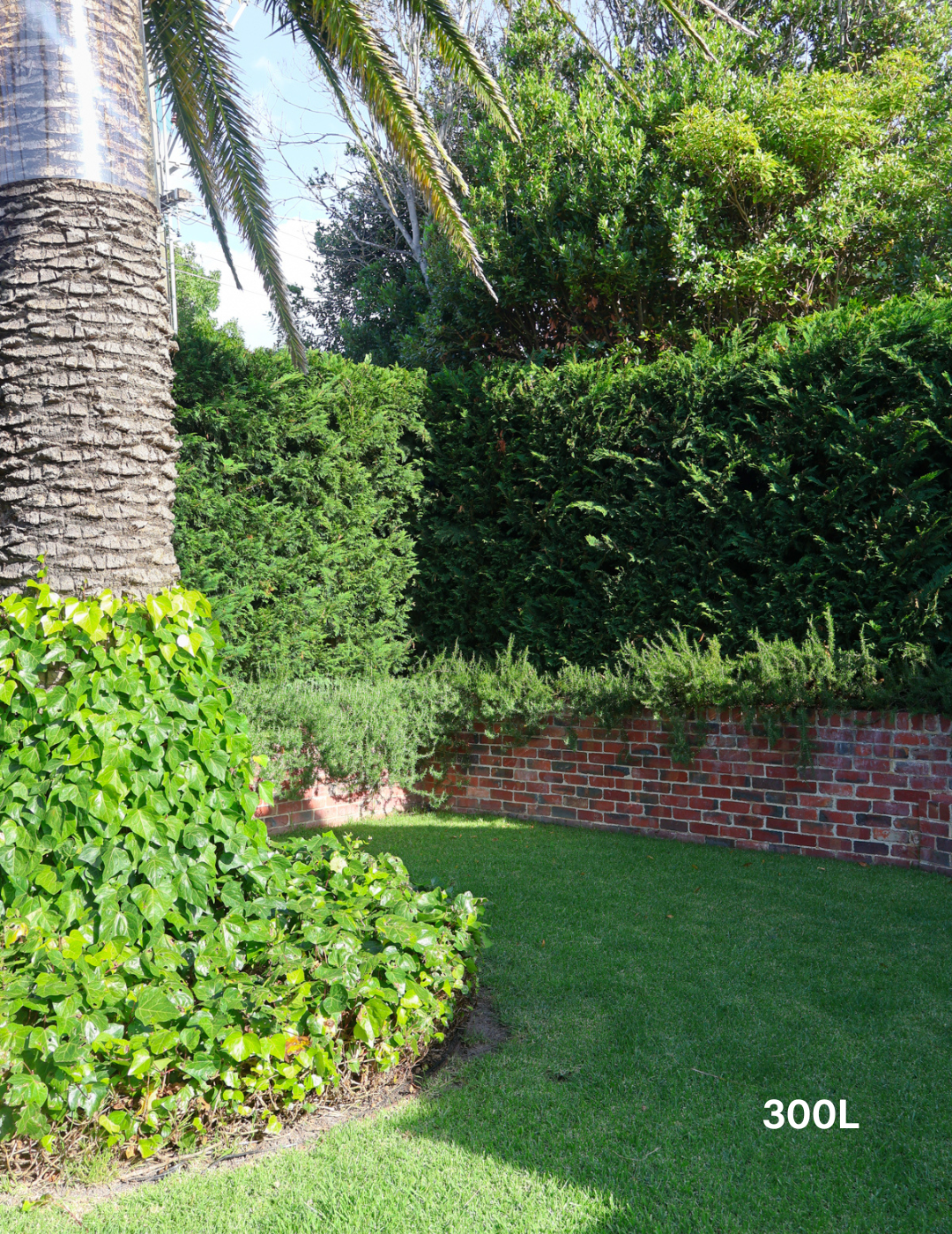 Cupressus leylandii 'Leighton Green'