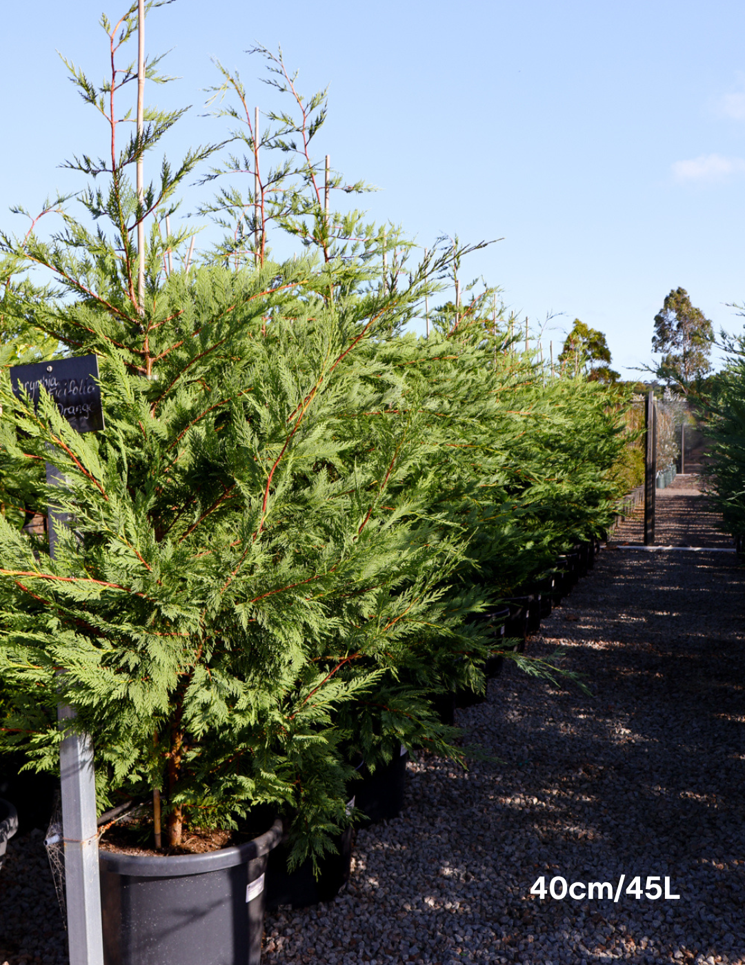 Cupressus leylandii 'Leighton Green' - Evergreen Trees Direct