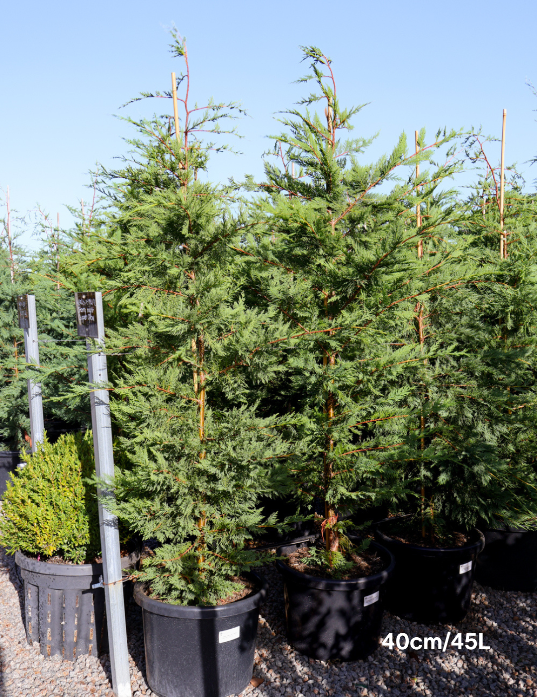 Cupressus leylandii 'Leighton Green' - Evergreen Trees Direct