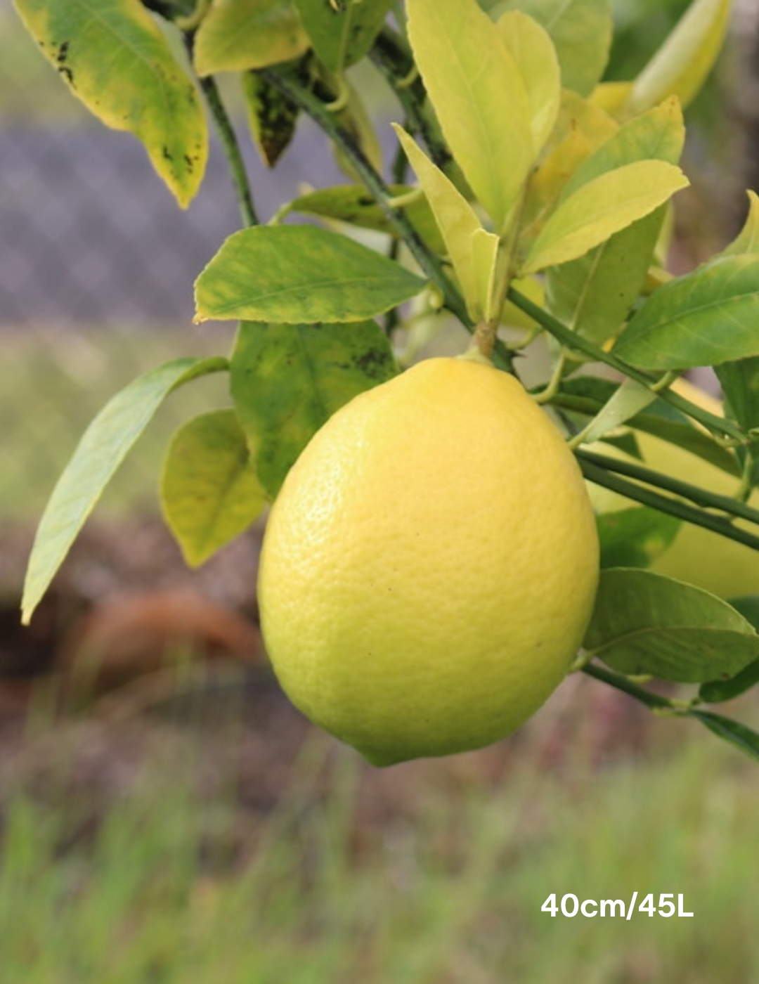 Citrus - Lemon Lisbon - Evergreen Trees Direct