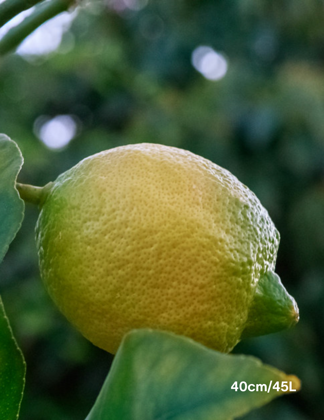 Citrus - Lemon Lisbon - Evergreen Trees Direct