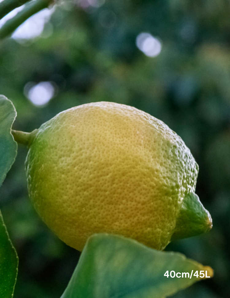 Citrus - Lemon Lisbon