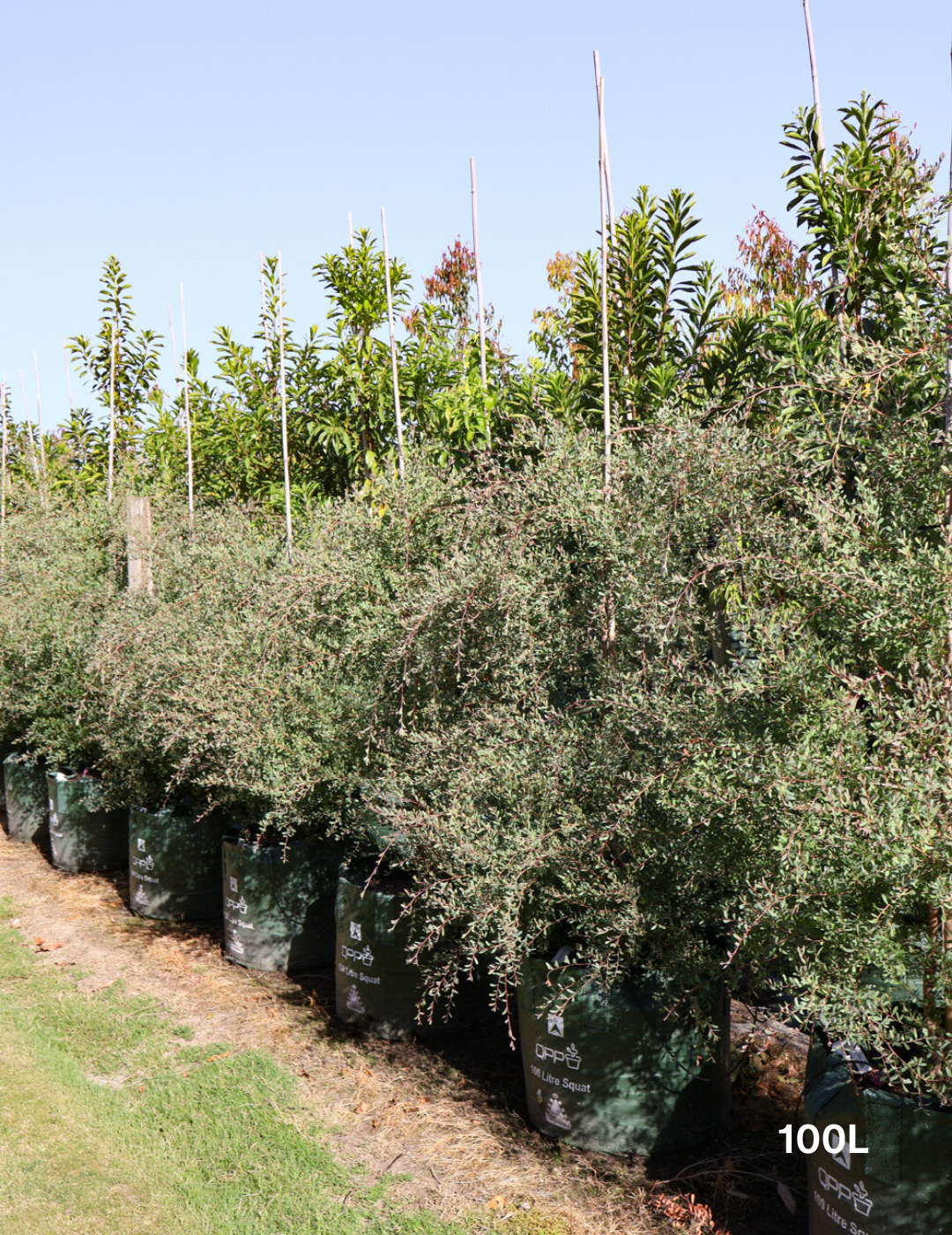 Leptospermum laevigatum