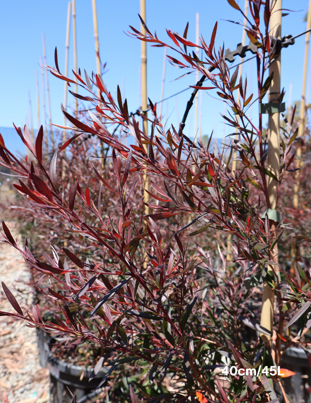 Leptospermum obovatum 'Starry Night' - Evergreen Trees Direct