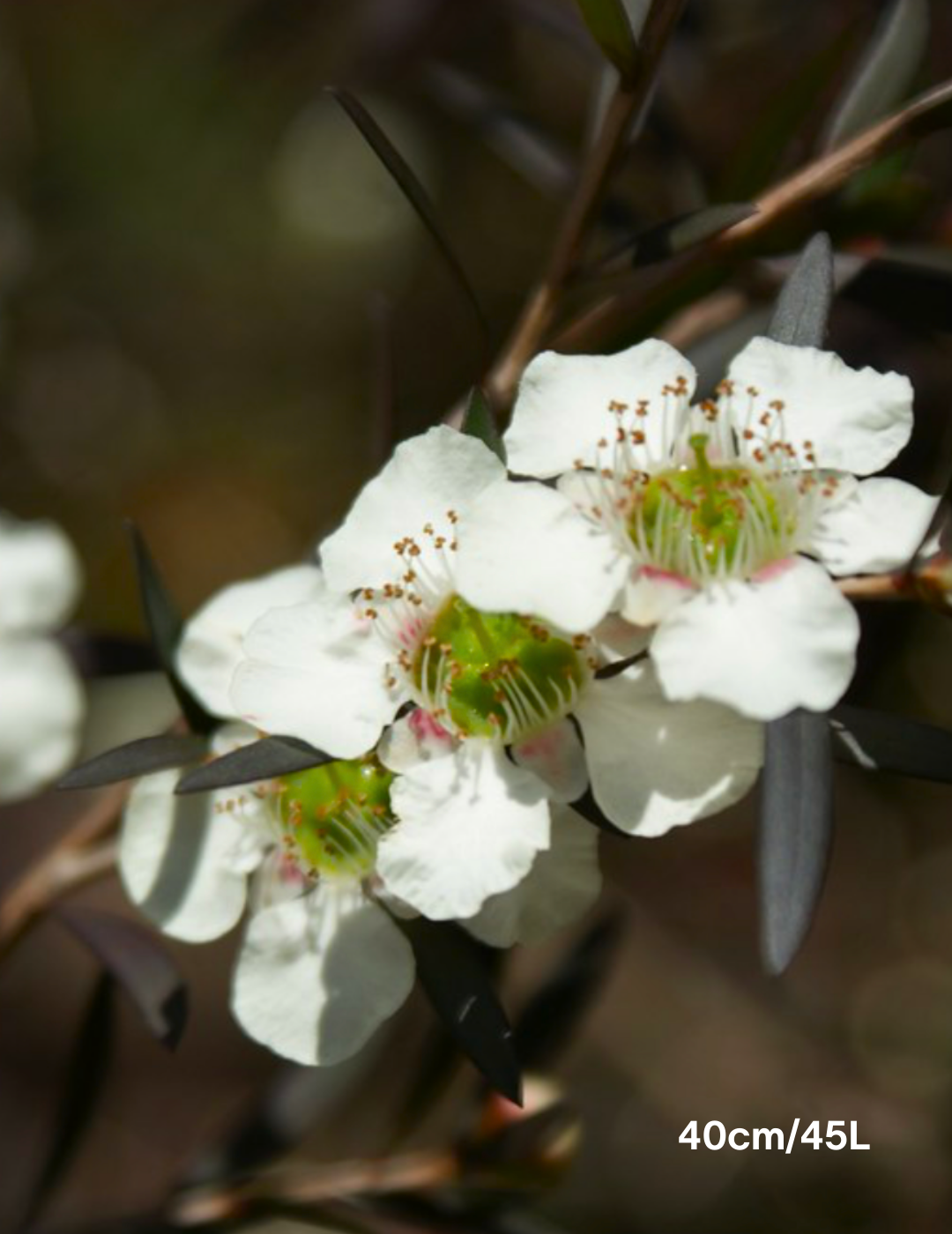 Leptospermum obovatum 'Starry Night' - Evergreen Trees Direct