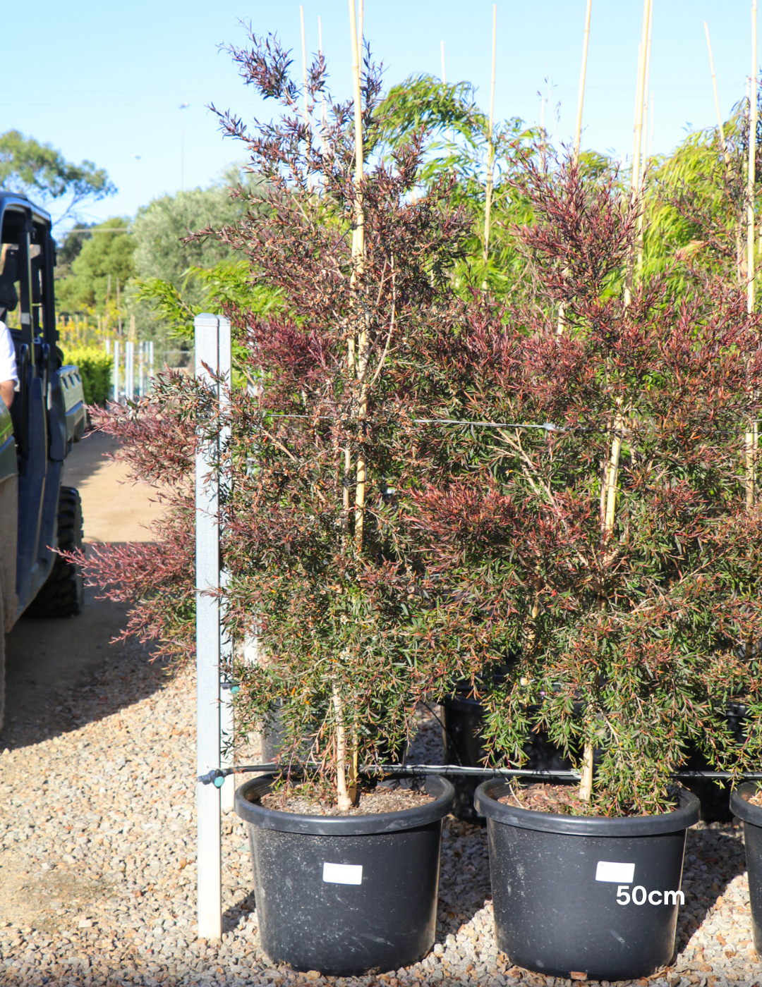 Leptospermum obovatum 'Starry Night' - Evergreen Trees Direct