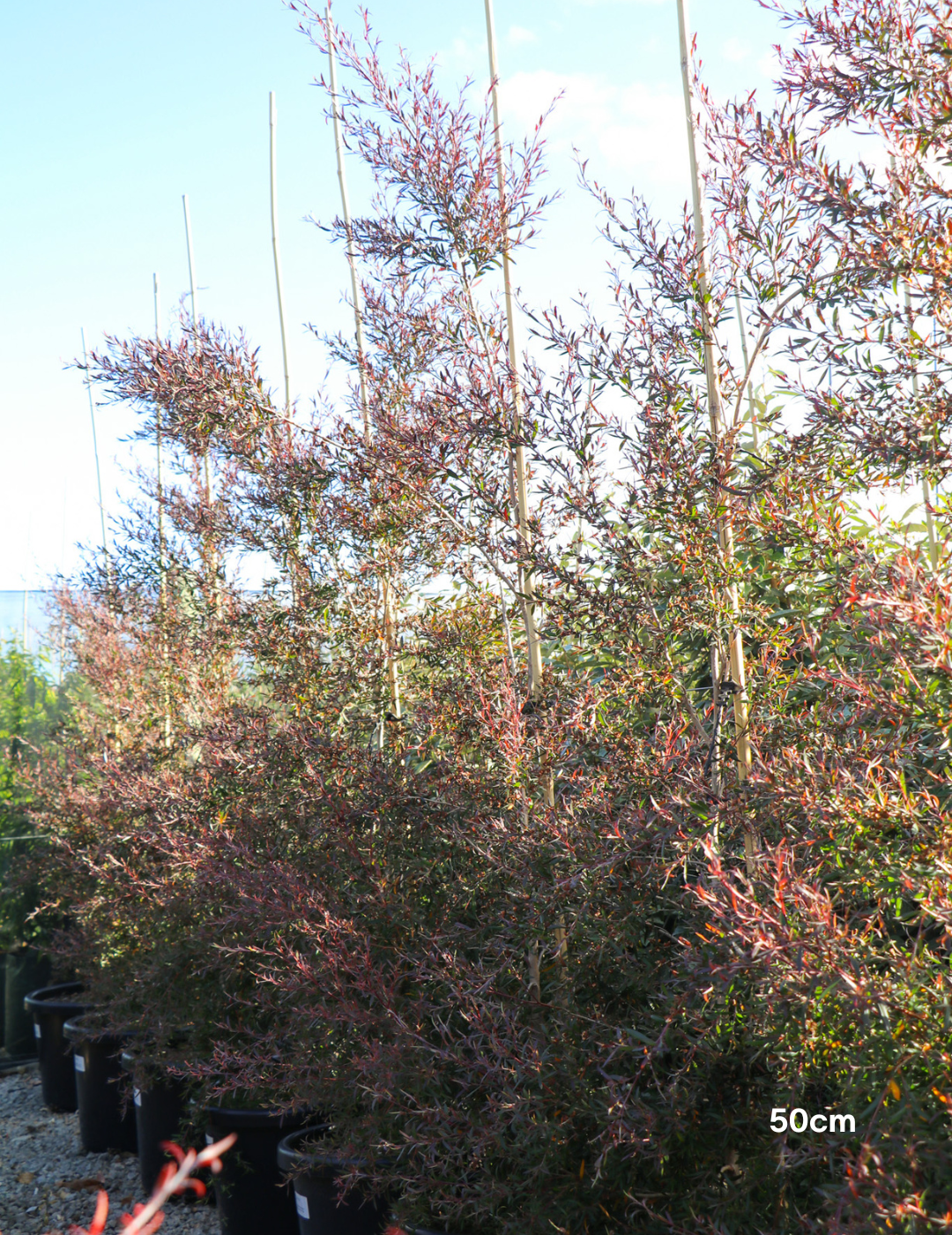 Leptospermum obovatum 'Starry Night' - Evergreen Trees Direct