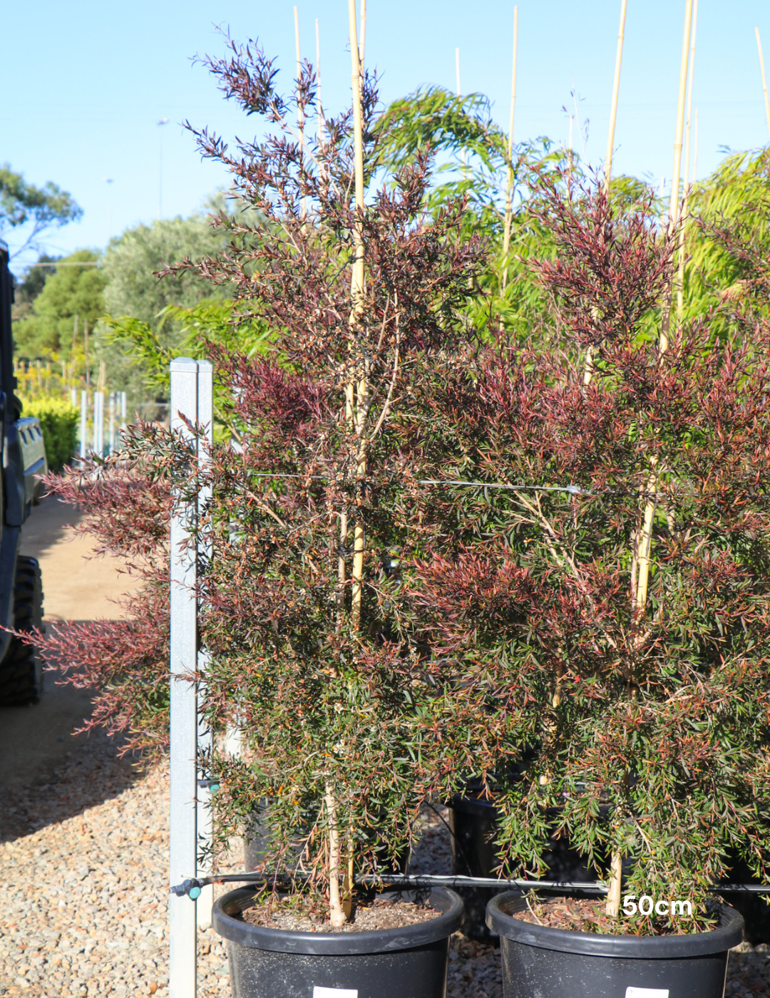 Leptospermum obovatum 'Starry Night' - Evergreen Trees Direct