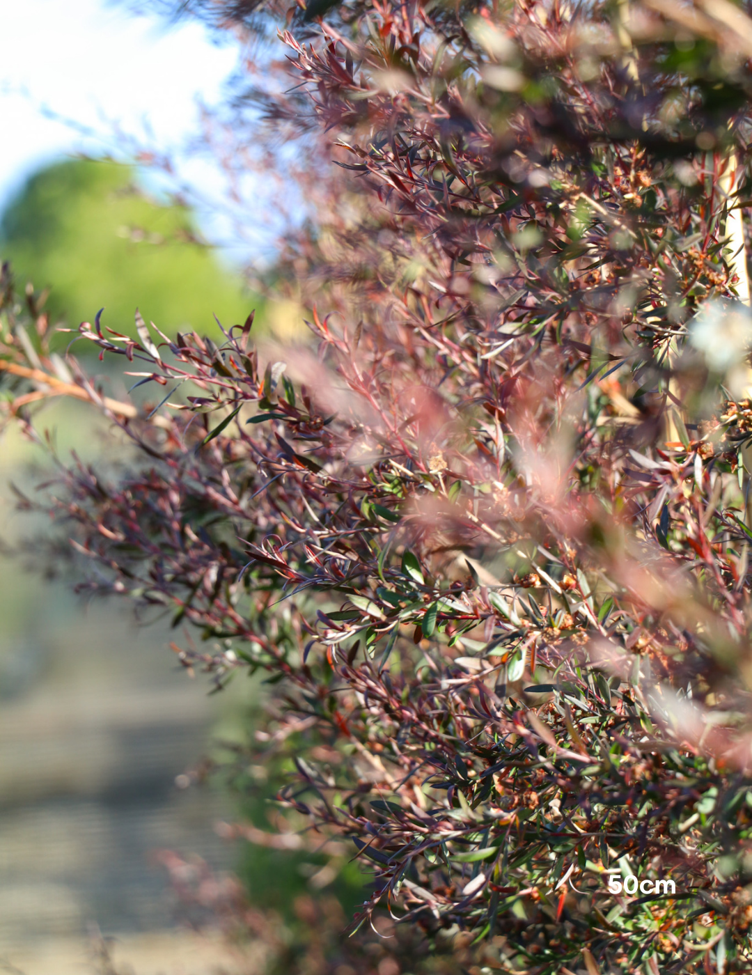 Leptospermum obovatum 'Starry Night' - Evergreen Trees Direct