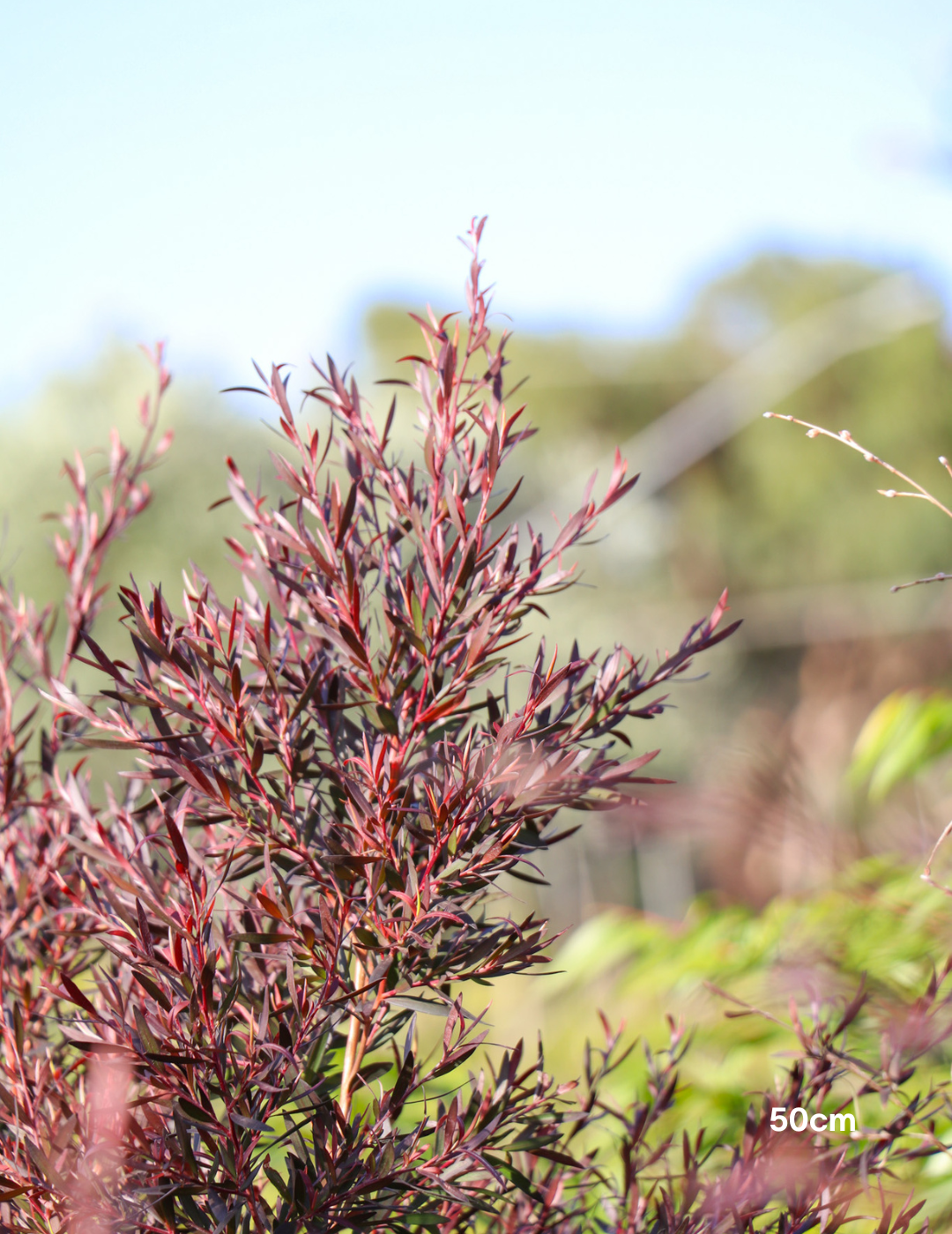 Leptospermum obovatum 'Starry Night' - Evergreen Trees Direct