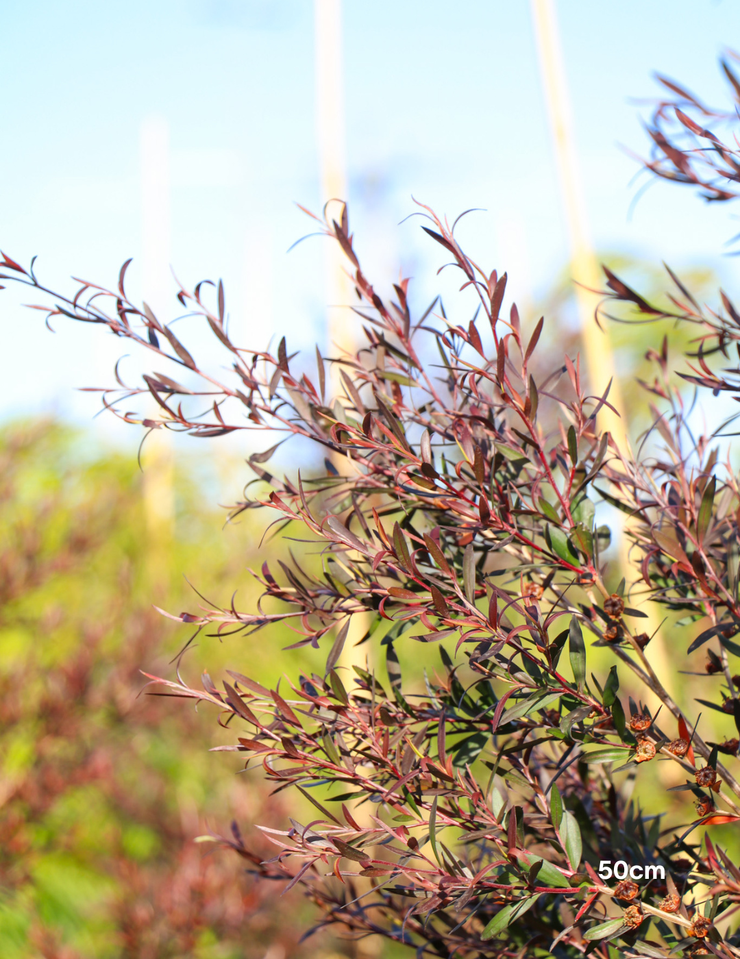 Leptospermum obovatum 'Starry Night' - Evergreen Trees Direct