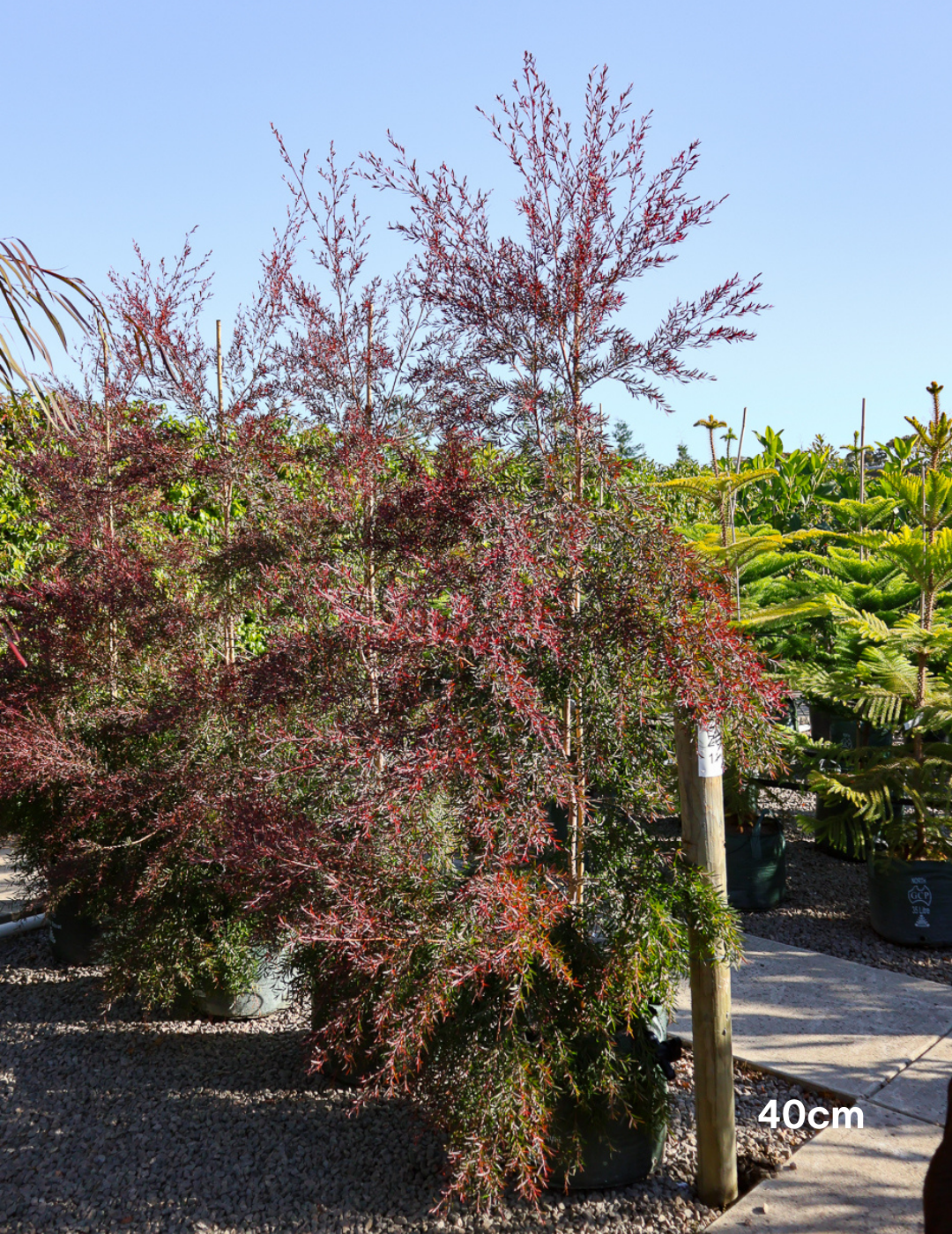 Leptospermum obovatum 'Starry Night' - Evergreen Trees Direct