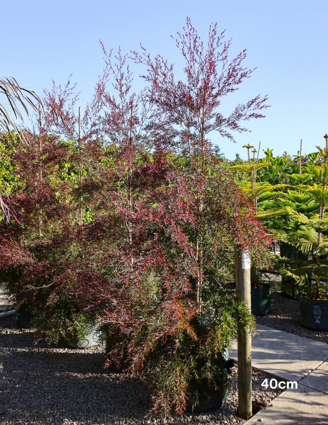 Leptospermum obovatum 'Starry Night' - Evergreen Trees Direct