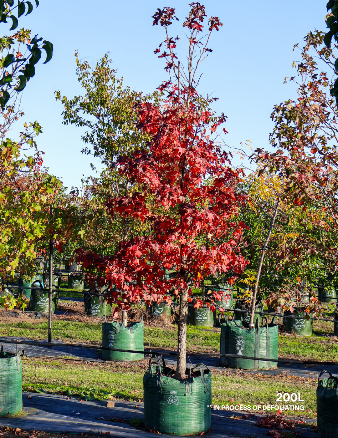 Liquidambar styraciflua