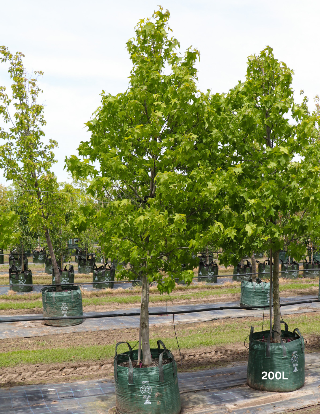 Liquidambar styraciflua