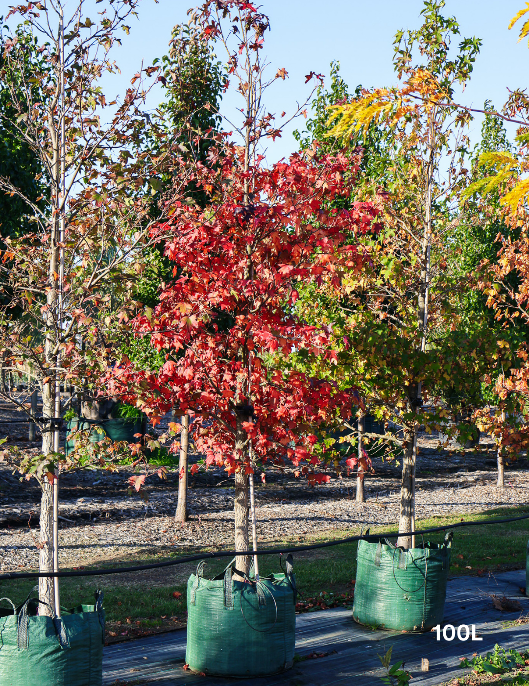 Liquidambar styraciflua