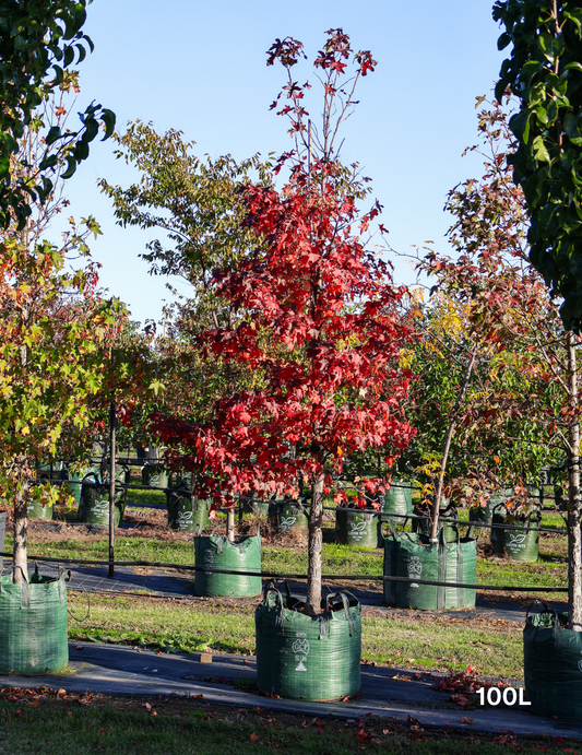 Liquidambar styraciflua