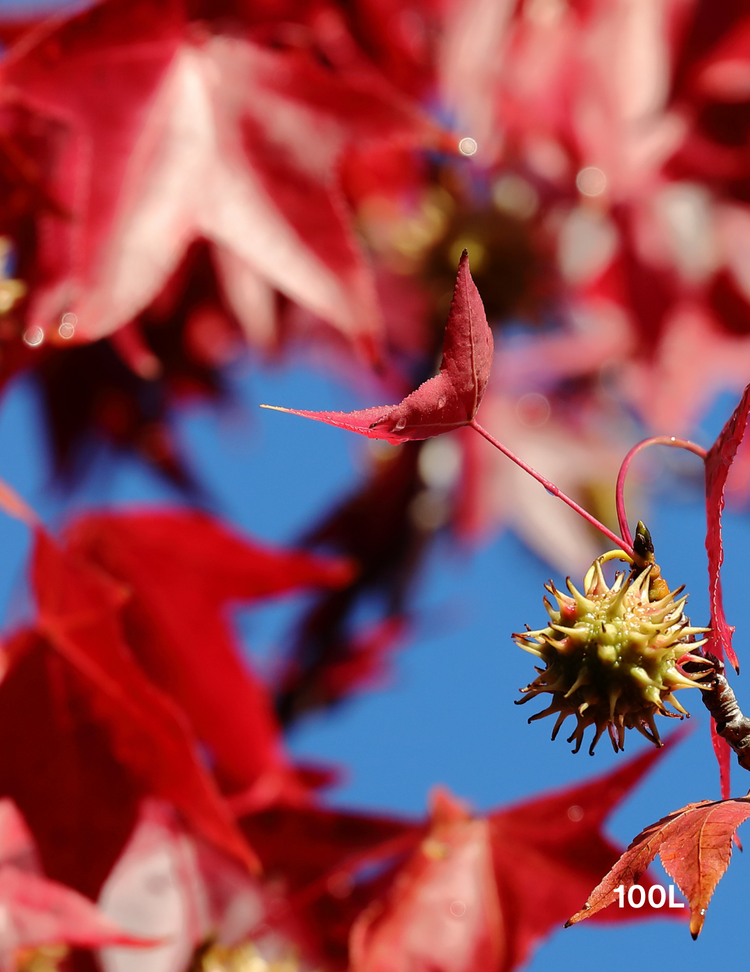 Liquidambar styraciflua