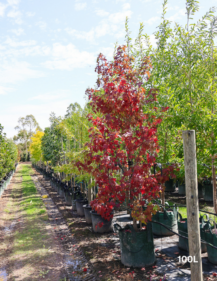 Liquidambar styraciflua