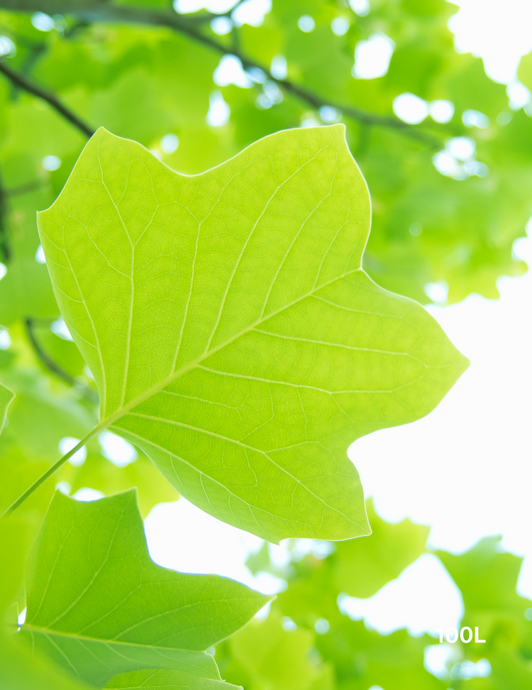 Liriodendron tulipifera