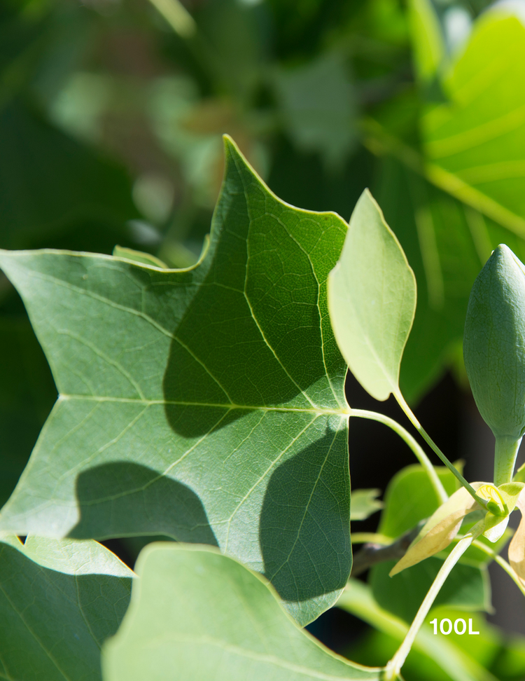 Liriodendron tulipifera