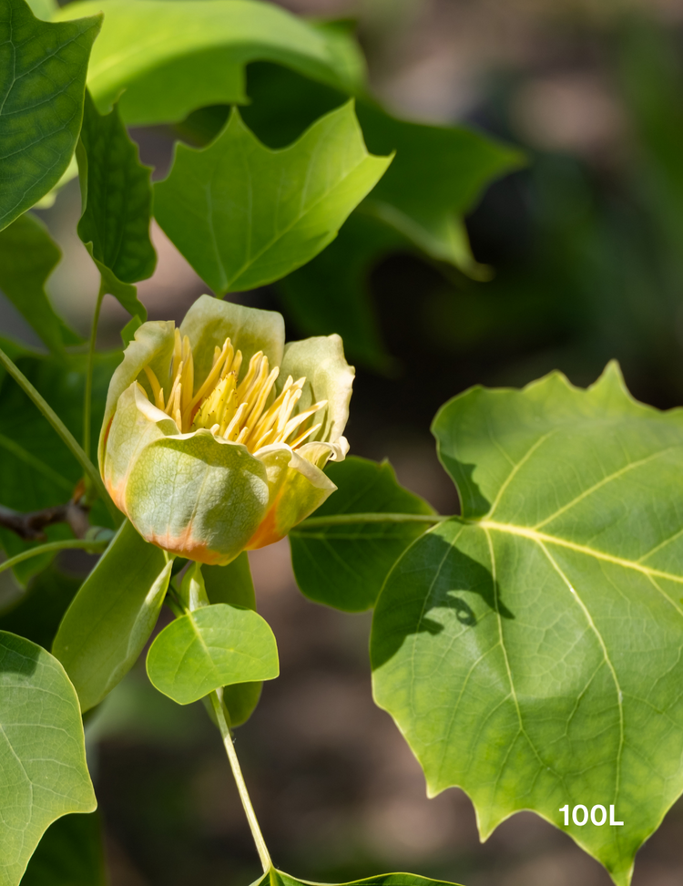 Liriodendron tulipifera