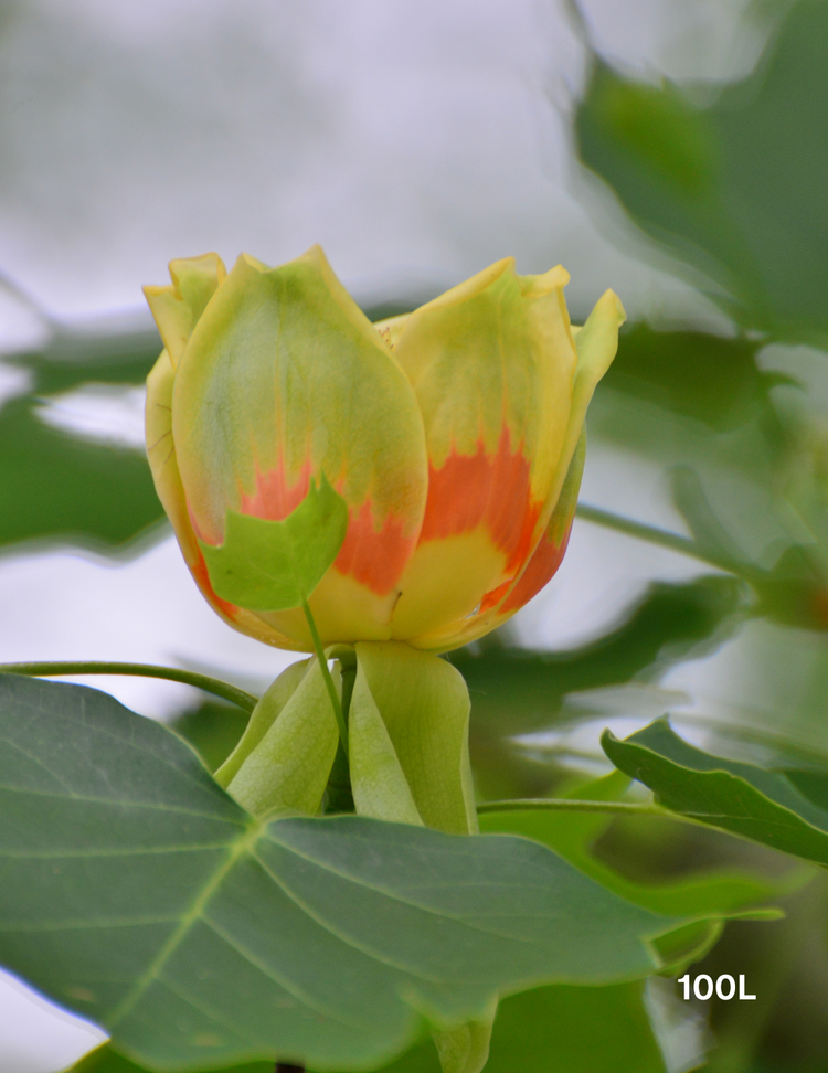 Liriodendron tulipifera