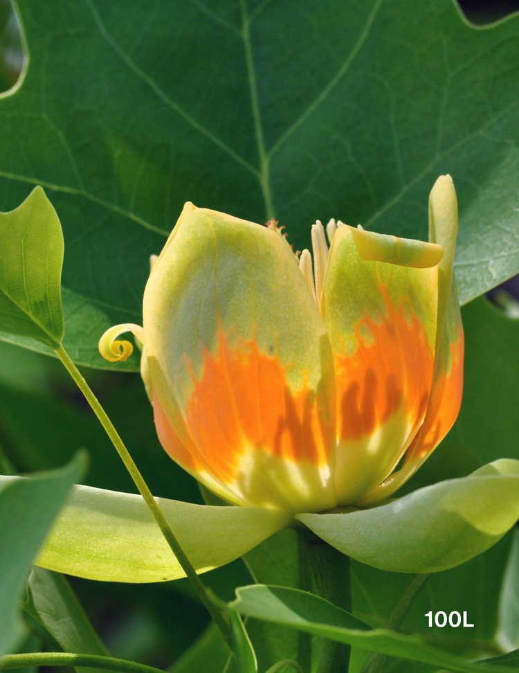 Liriodendron tulipifera