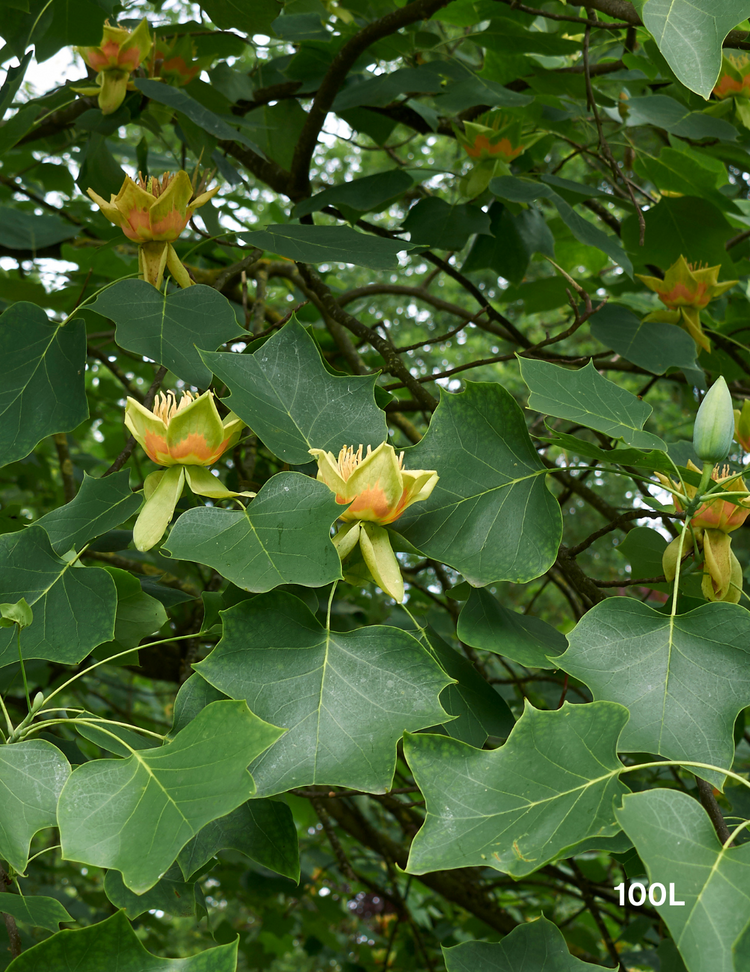 Liriodendron tulipifera