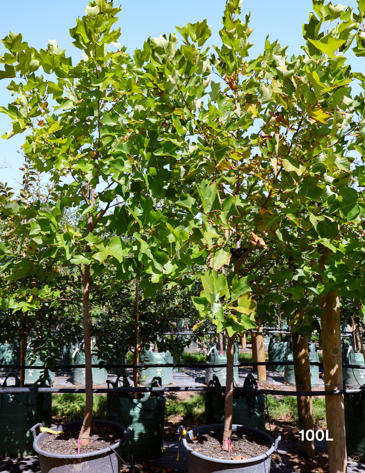 Liriodendron tulipifera