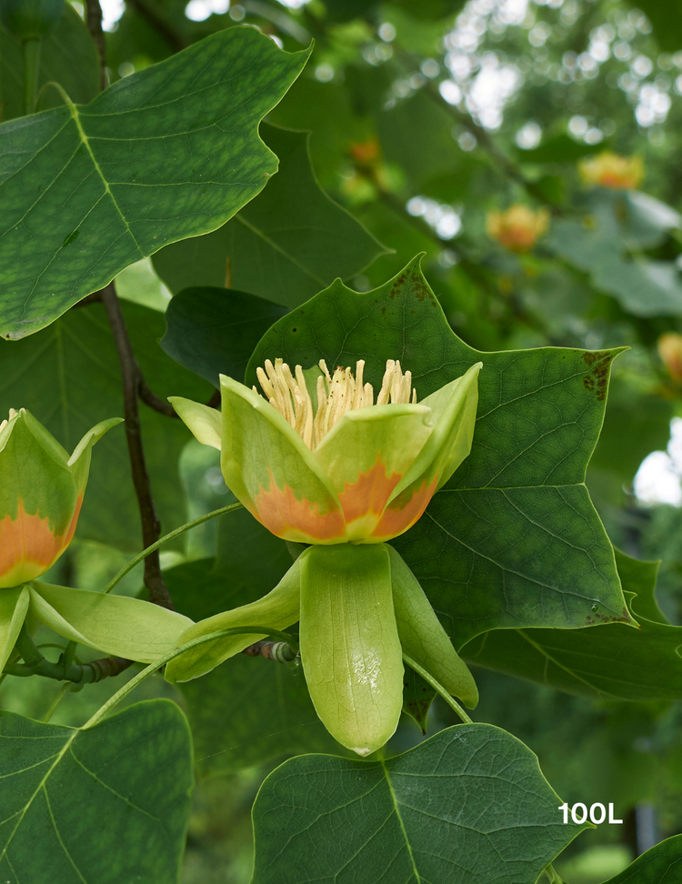 Liriodendron tulipifera