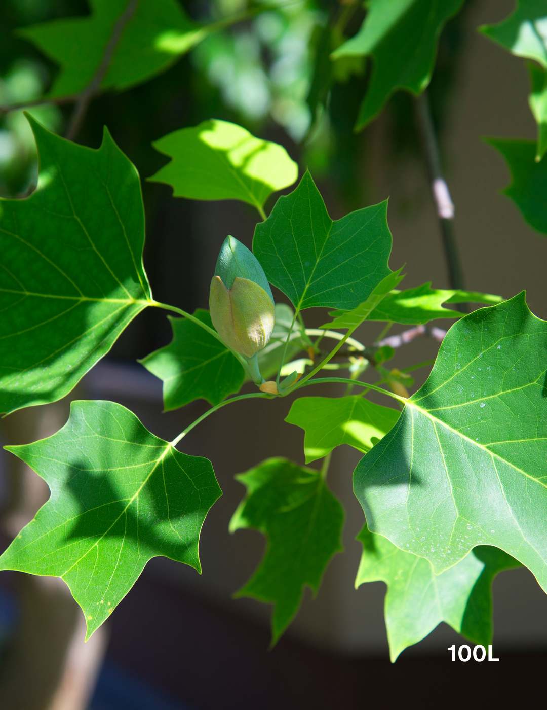 Liriodendron tulipifera - Evergreen Trees Direct