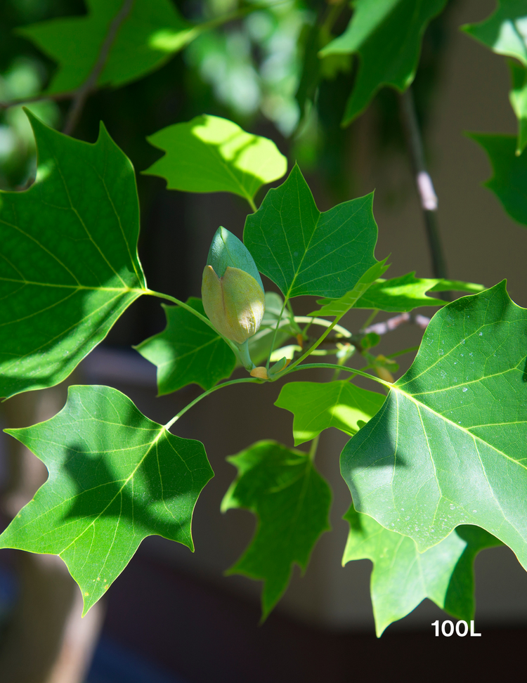 Liriodendron tulipifera