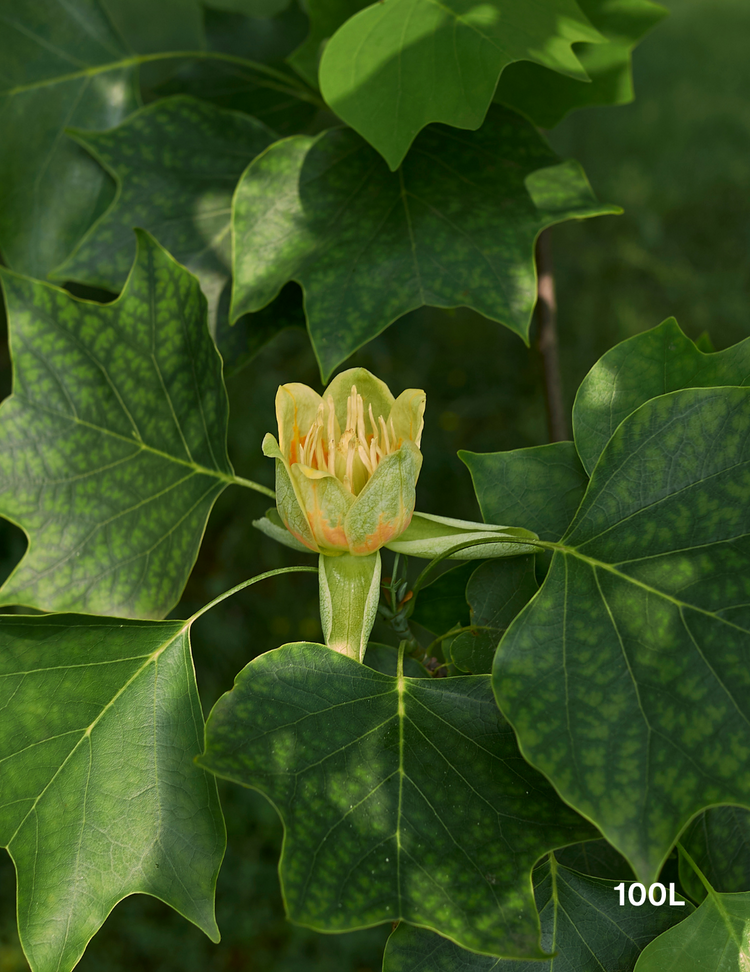 Liriodendron tulipifera