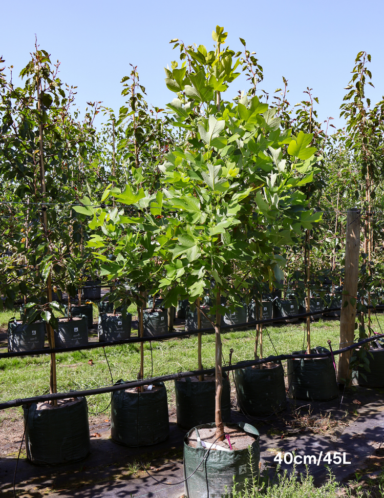 Liriodendron tulipifera