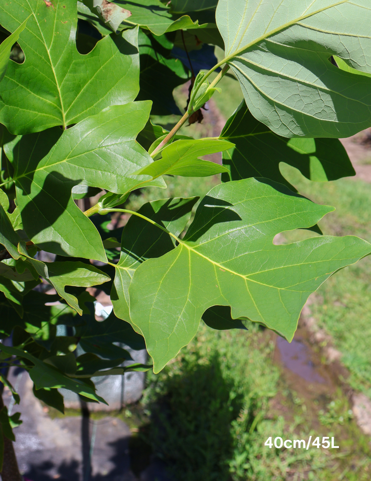 Liriodendron tulipifera