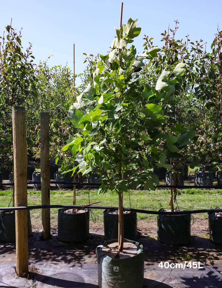 Liriodendron tulipifera