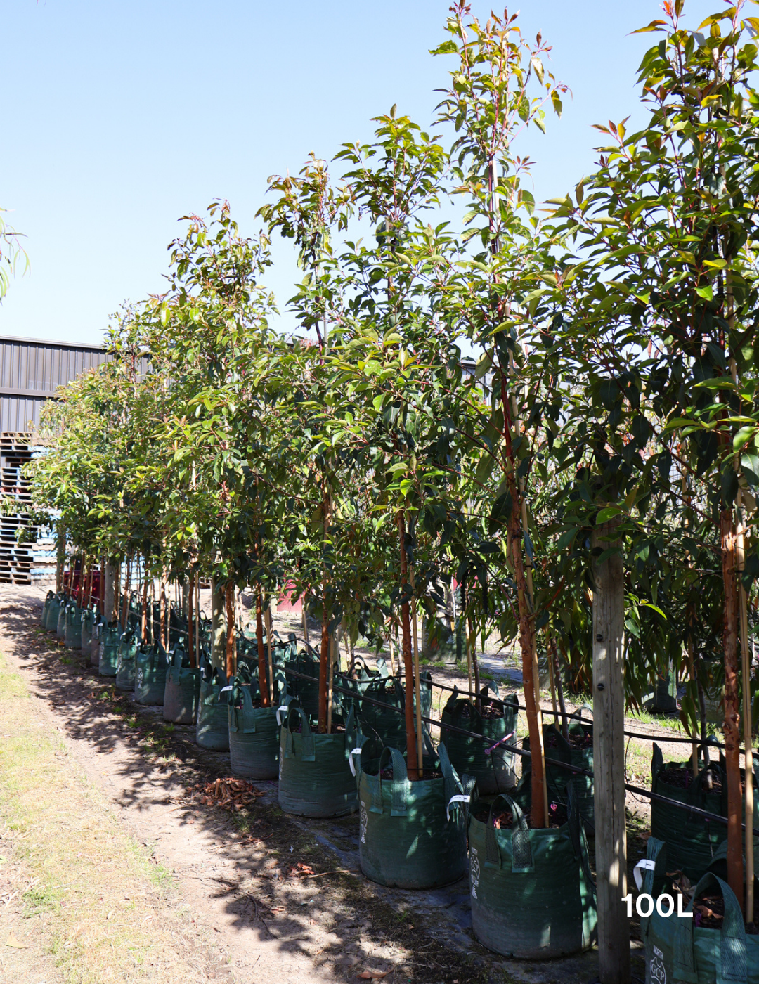 Lophostemon confertus - Evergreen Trees Direct