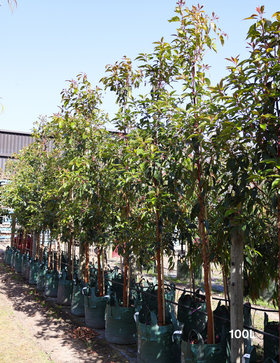 Lophostemon confertus - Evergreen Trees Direct