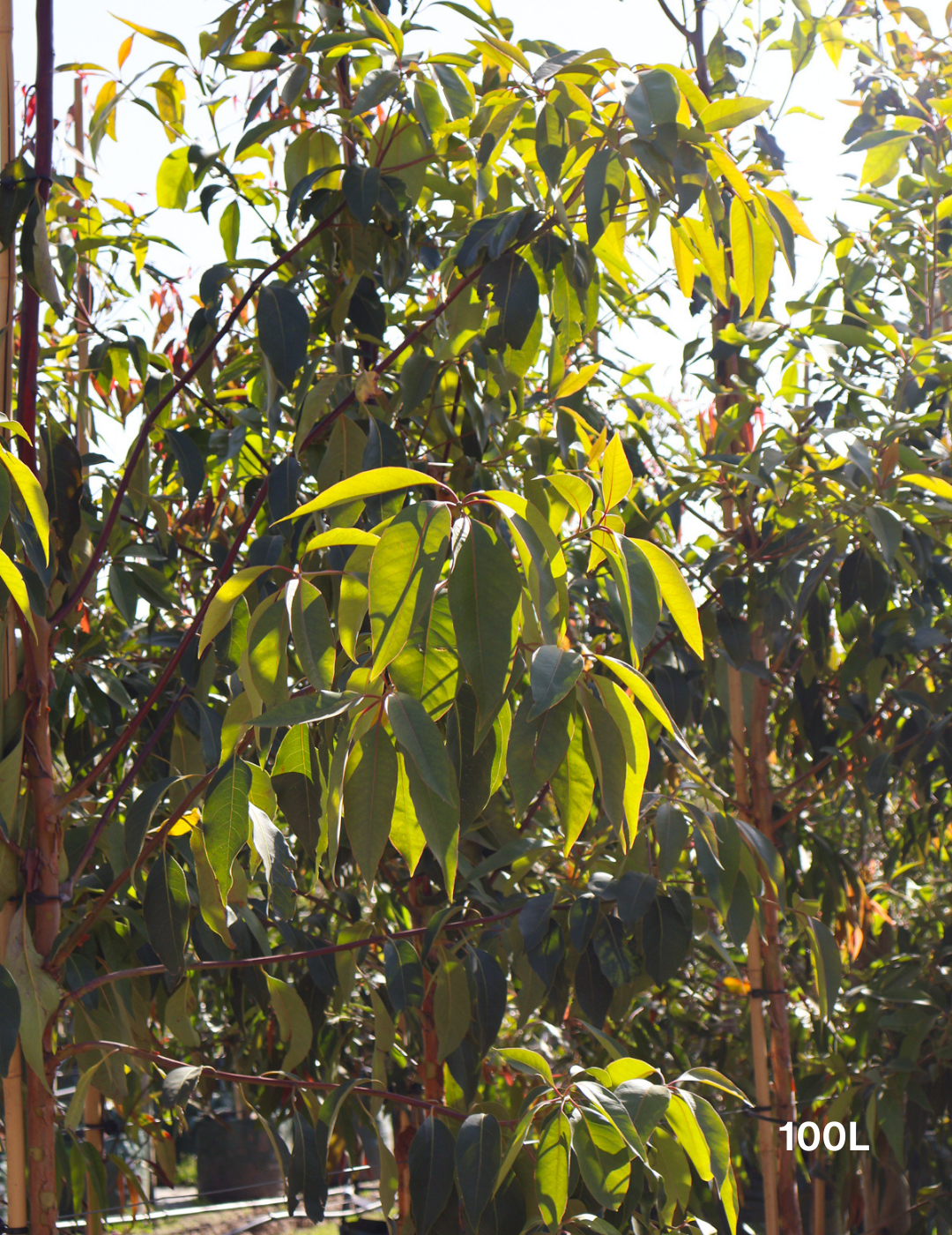 Lophostemon confertus - Evergreen Trees Direct