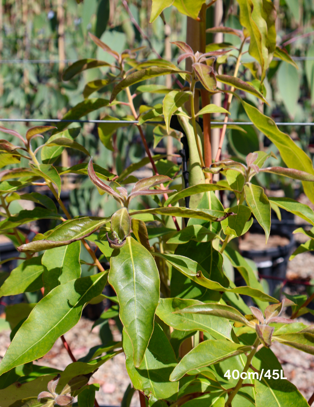 Lophostemon confertus - Evergreen Trees Direct