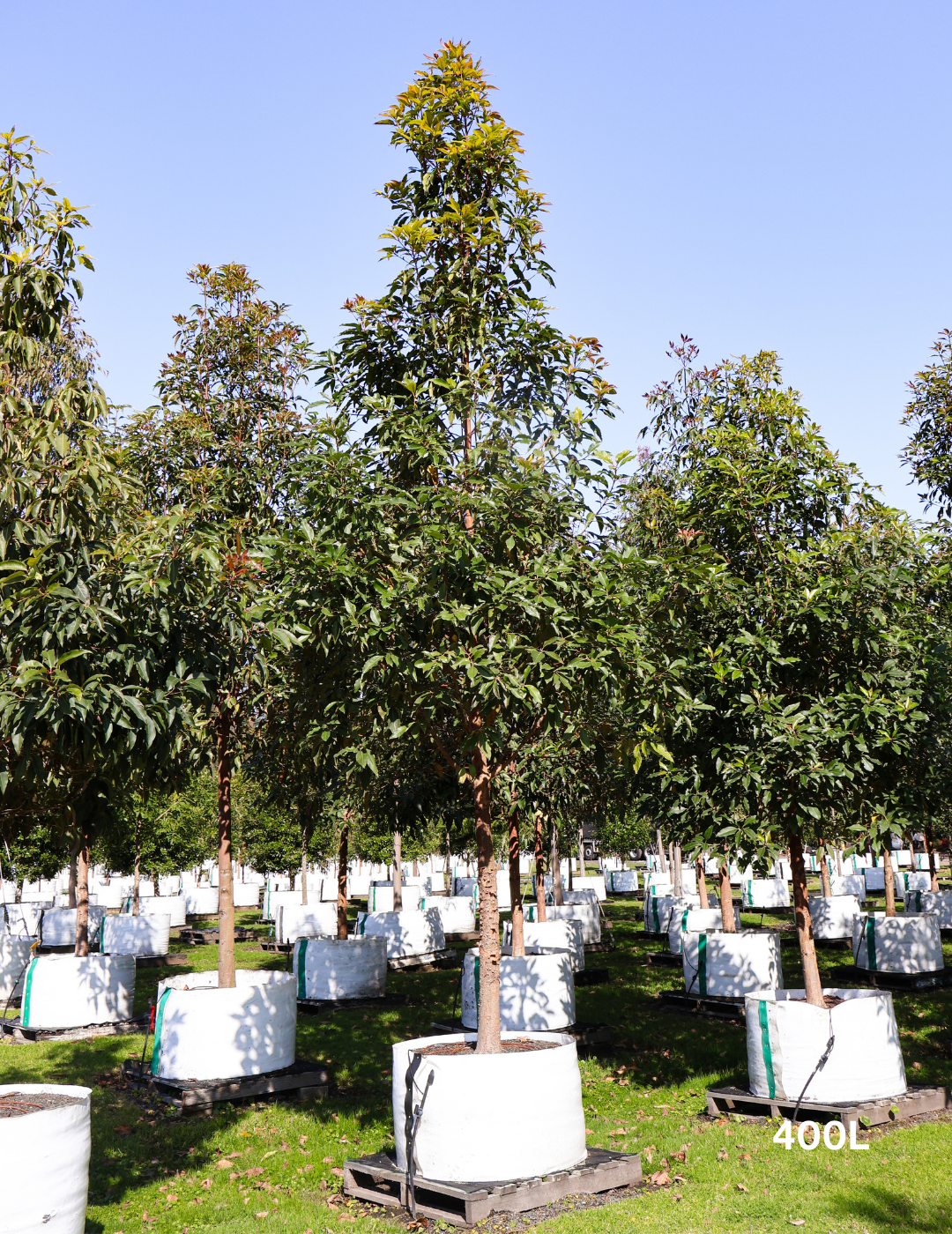 Lophostemon confertus - Evergreen Trees Direct