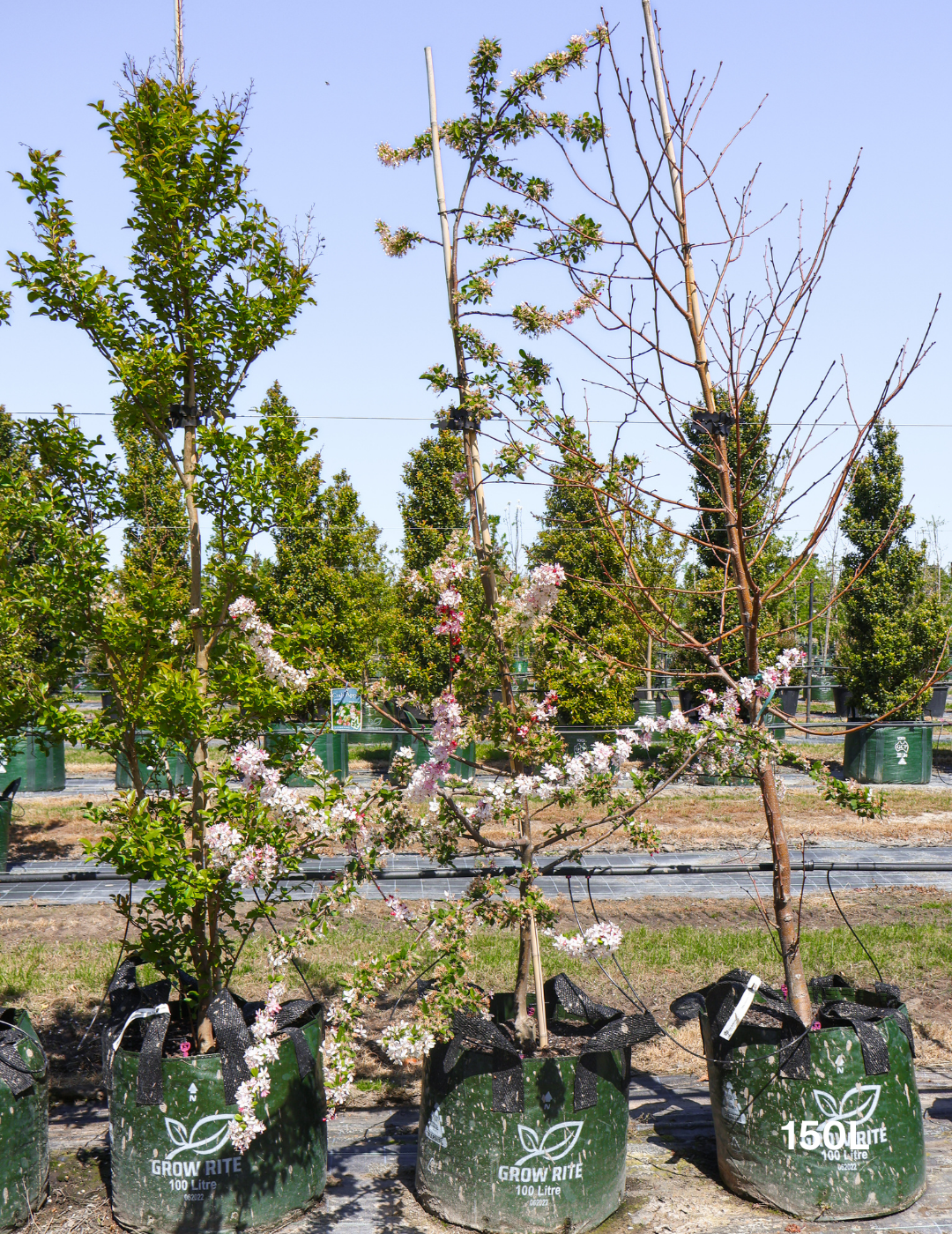 Malus floribunda - Evergreen Trees Direct