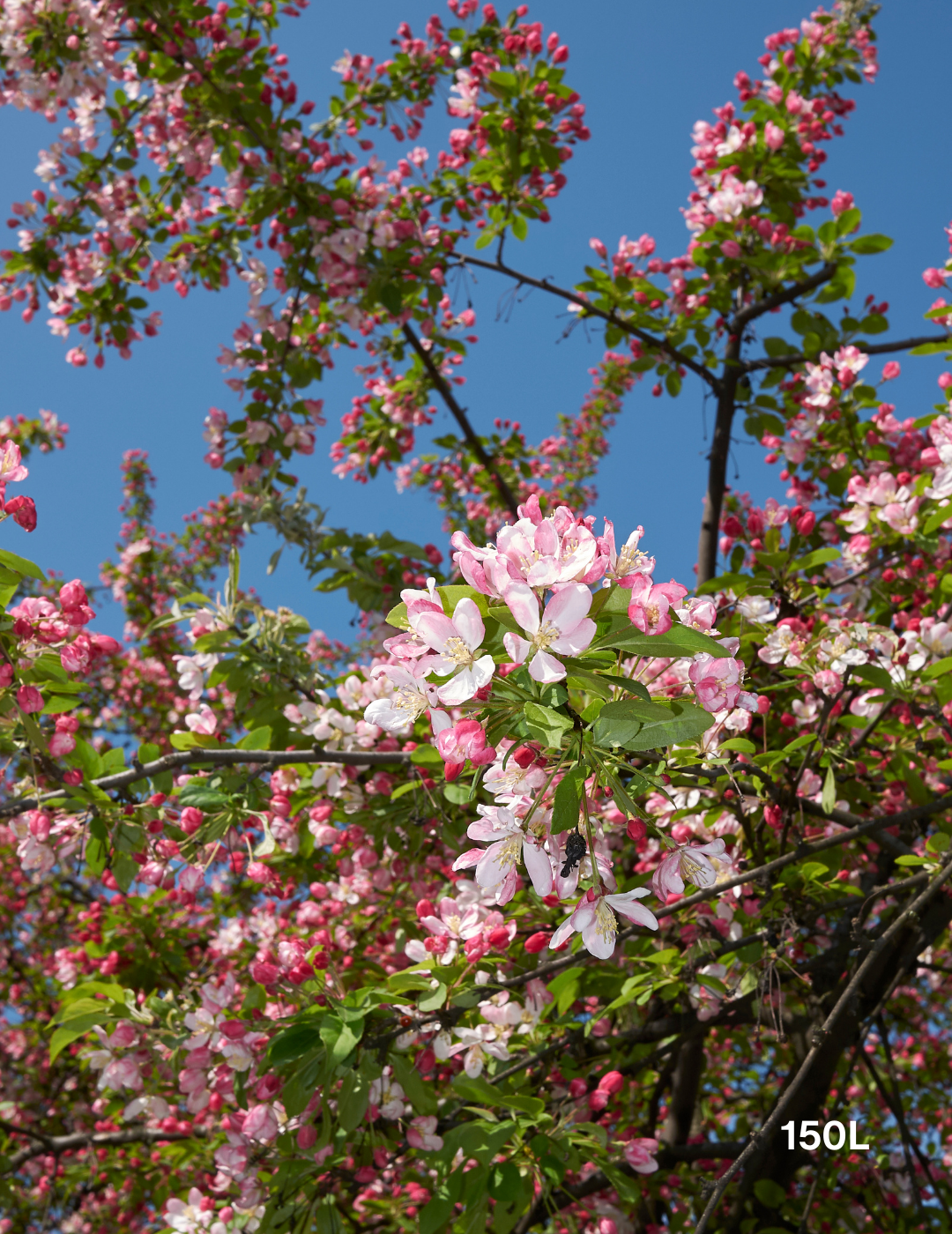 Malus floribunda