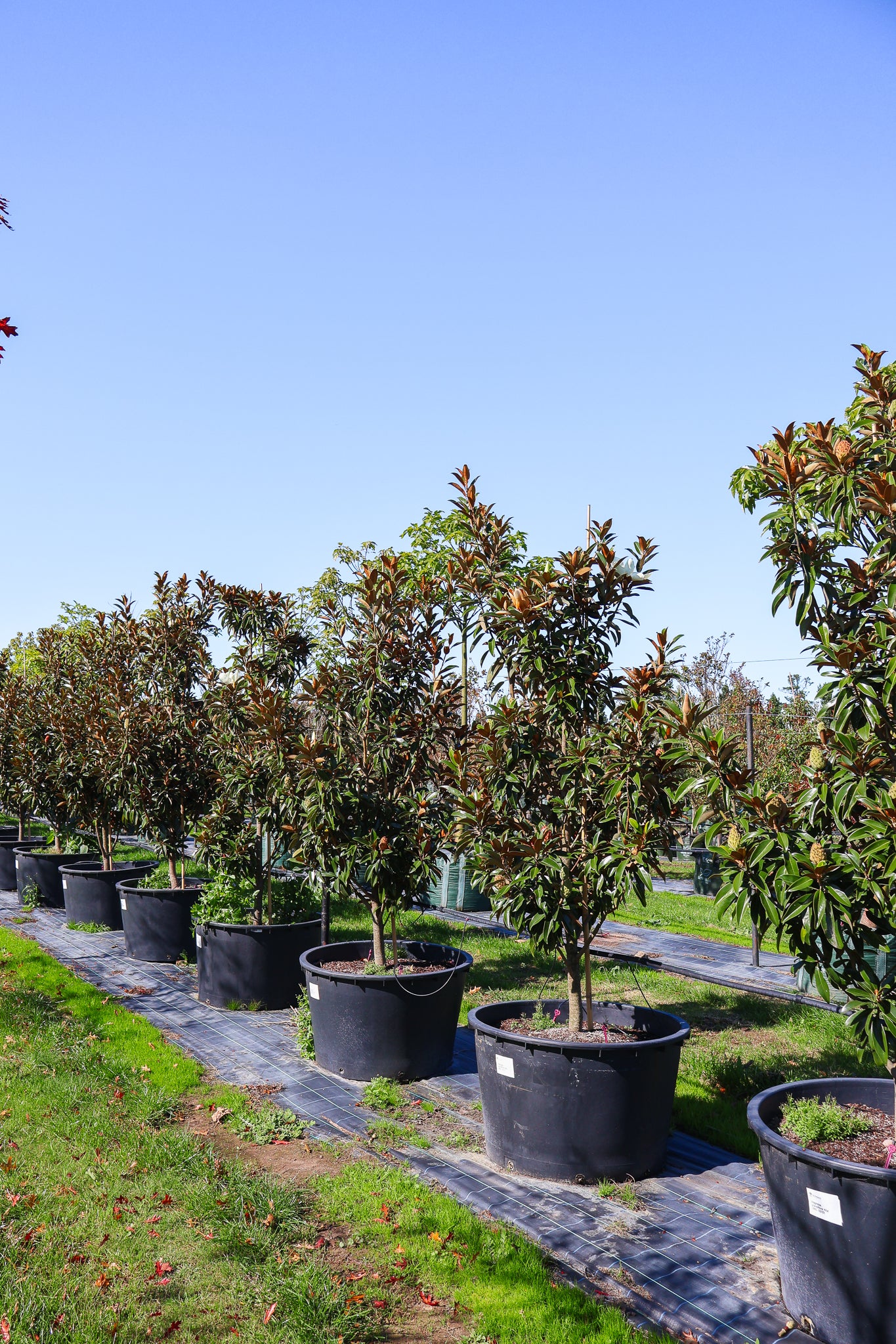 Magnolia grandiflora 'Alta' - Evergreen Trees Direct