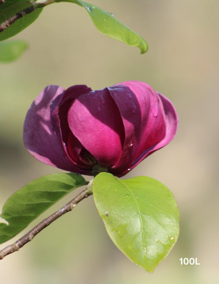 Magnolia x soulangeana 'Black Tulip'