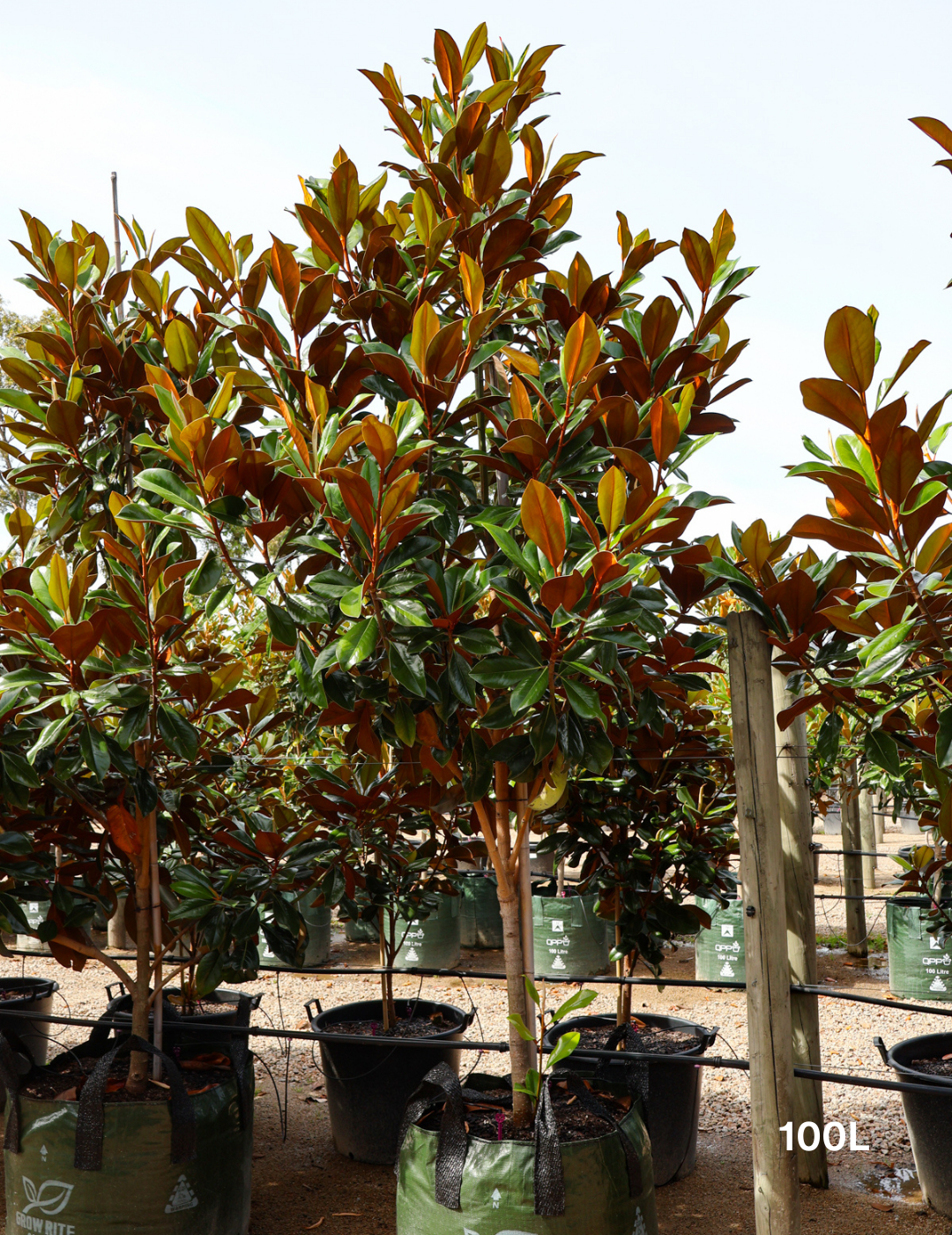 Magnolia grandiflora 'Coolwyn Gloss' - Evergreen Trees Direct